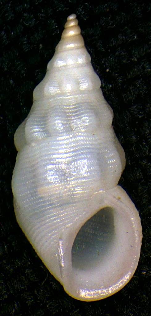 Rissoa ventricosa